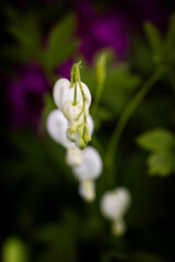 white bleeding heart