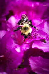 Bee on azalea