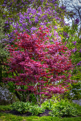 Obraz premium japanese maple