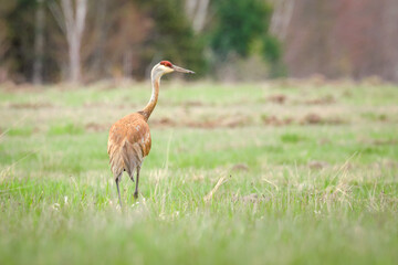 Majestic Avian Beauty: Sandhill Crane Amidst Lush Greenery
