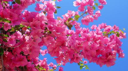 Bougainvillea spectabilis, Pink bougainvillea is blooming.