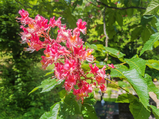 Beautiful Red Flowers of Horse Chestnut Tree in Bloom