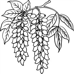 Wisteria Flower outline illustration coloring book page design, Wisteria Flower black and white line art drawing coloring book pages for children and adults
