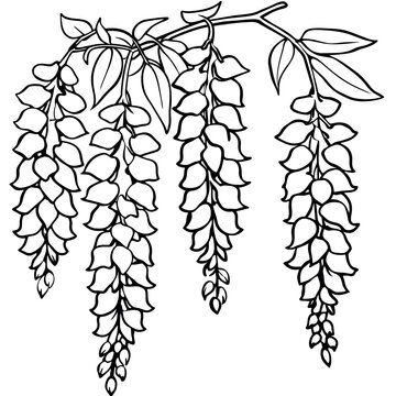 wisteria flowers hanging black and white clip art preview