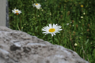White flower in focus with blurred background. Daisy or Aster flower in road side green belt, or...
