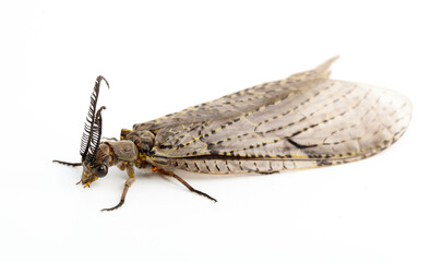 Spring Fishfly (Chauliodes rastricornis). Adults metamorphose from an aquatic larval stage in spring to summer, and only live for a short time to mate before they die. 