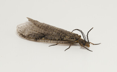 Adult Spring Fishfly (Chauliodes rastricornis) on a white background.  Adults metamorphose from an aquatic larval stage in spring to summer, and only live for a short time to mate before they die. 