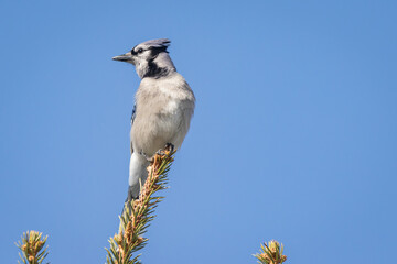 blue jay on a branch