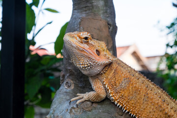 red-bearded dragon lizard