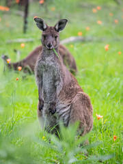 Very cute little wallaby kangaroo is grazing on a green meadow among flowers in Australia, wildlife in nature