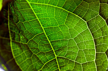 detail of an organic leaf illuminated by natural light, featuring geometric patterns, vibrant colors, and natural elements.