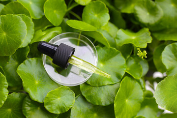 Centella asiatica (gotu kola). Fresh green leaves herb with essential oil.