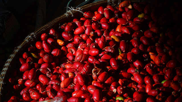 A pile of gnetum gnemon fruit in a bamboo basket exposed to morning sunlight. Dark background. Focus selected