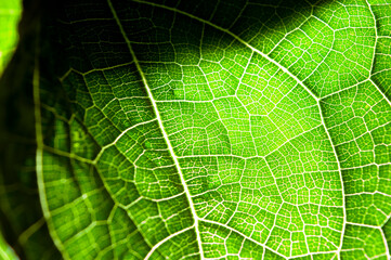 detail of an organic leaf illuminated by natural light, featuring geometric patterns, vibrant colors, and natural elements.