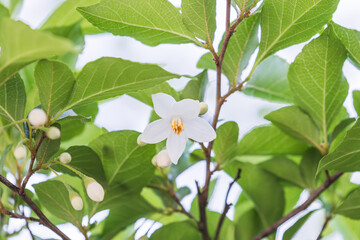 Bell-shaped white flowers that bloom downwards. snow bell,  snow berry 