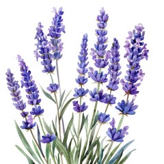 illustrated watercolor painting of lavender clipart, natural colors, ethereal, detailed, on a white background
