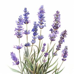 illustrated watercolor painting of lavender clipart, natural colors, ethereal, detailed, on a white background
