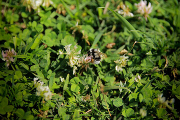 bee on a flower