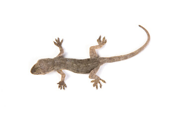 Gray Gecko Lizard isolated on white background.