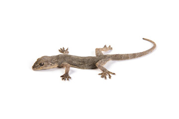 Gray Gecko Lizard isolated on white background.