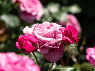 鮮やかなピンクと赤の薔薇