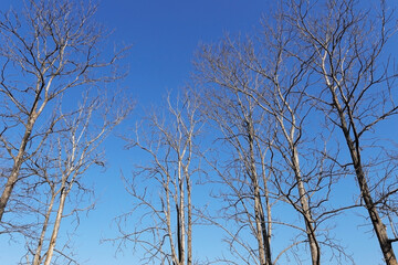 Dead Tree Against Blue Sky