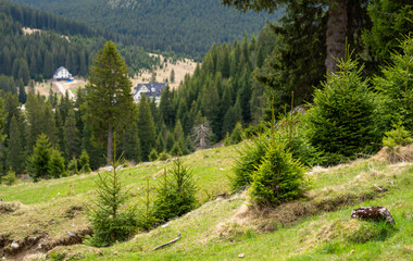 Trees in a field with distant Bucegi mountains view, Romania