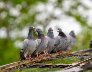 Fototapeta premium many birds sit together on a ledge in the rain near trees