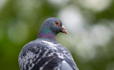 a pigeon is sitting near green foliage on the ground,
