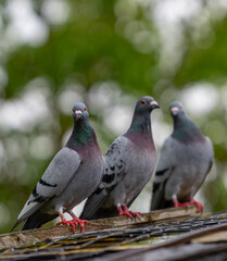 three birds perched on the edge of a roof and one bird has pink legs