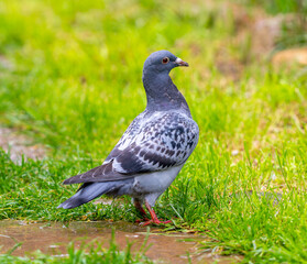 a pigeon walks along the grassy path in the park stock photo