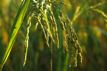 Ear of rice. Close-up to thai rice seeds in ear of paddy. Beautiful golden rice field and ear of...