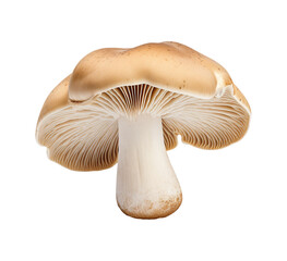 mushroom vegetable isolated 