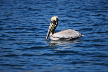 Aves en el Parque Nacional Mochima,Estado Sucre Venezuela.Gran cantidad de aves acuaticas.