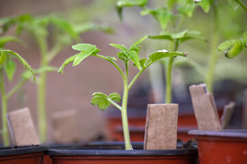 Potted tomato seedlings arranged in an indoor setting