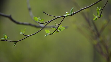 branch of a tree with leaves