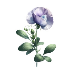 一輪のスイートピーの花と緑の葉のイラストです。背景が透過のため扱いやすいイラストです。