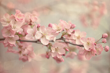 Fototapeta premium Ethereal cherry blossoms against a clear spring sky, with petals fluttering in the breeze, beautiful nature spring background with a branch of blooming sakura. Generative AI