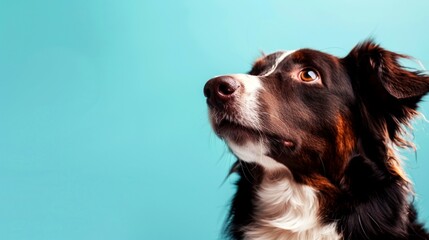portrait pet, dog, cat, chameleon, iguana on clean background
