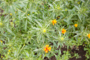 botanical background of safflower plant in bloom