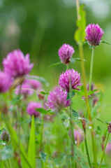 flower on a meadow
