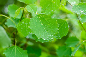 leaf with drops of water