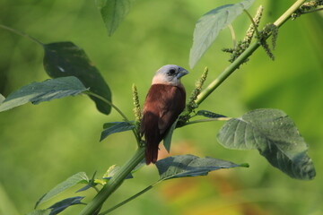White-headed munia