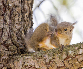 squirrel on a tree