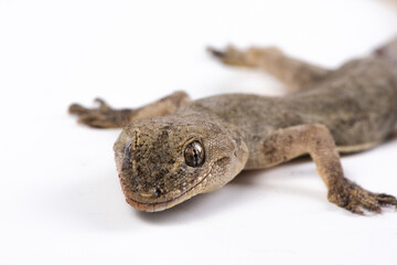 close up of gray gecko isolated on white background.
