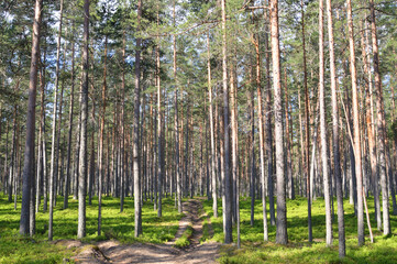 Pine forest on summer day.
