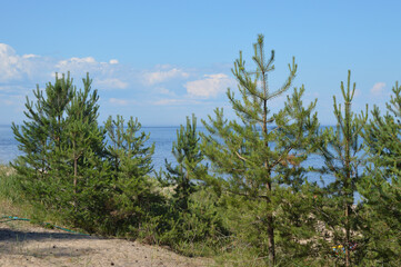 Young pine trees on shore of lake.