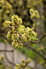 Yellow Sumac growing on a tree branch in the Hermannshof Gardens in Weinheim, Germany.