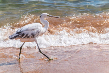 White Western Reef Heron (Egretta gularis) at Sharm el-Sheikh beach, Sinai, Egypt