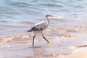 White Western Reef Heron (Egretta gularis) at Sharm el-Sheikh beach, Sinai, Egypt